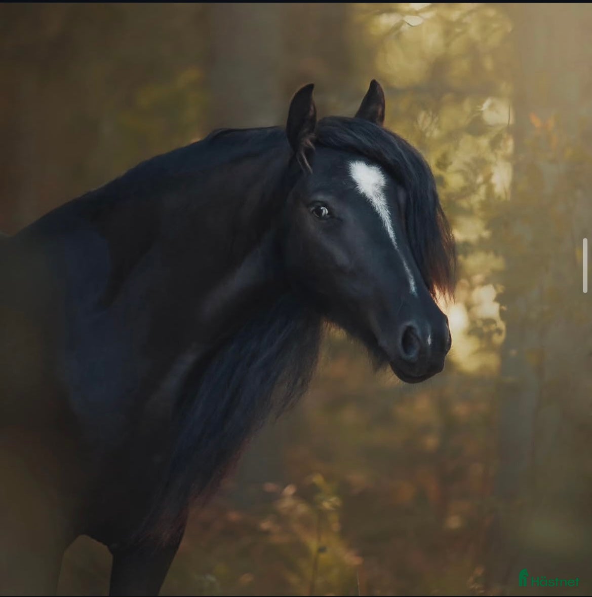  hästar Världens finaste Pinky - Annons 5