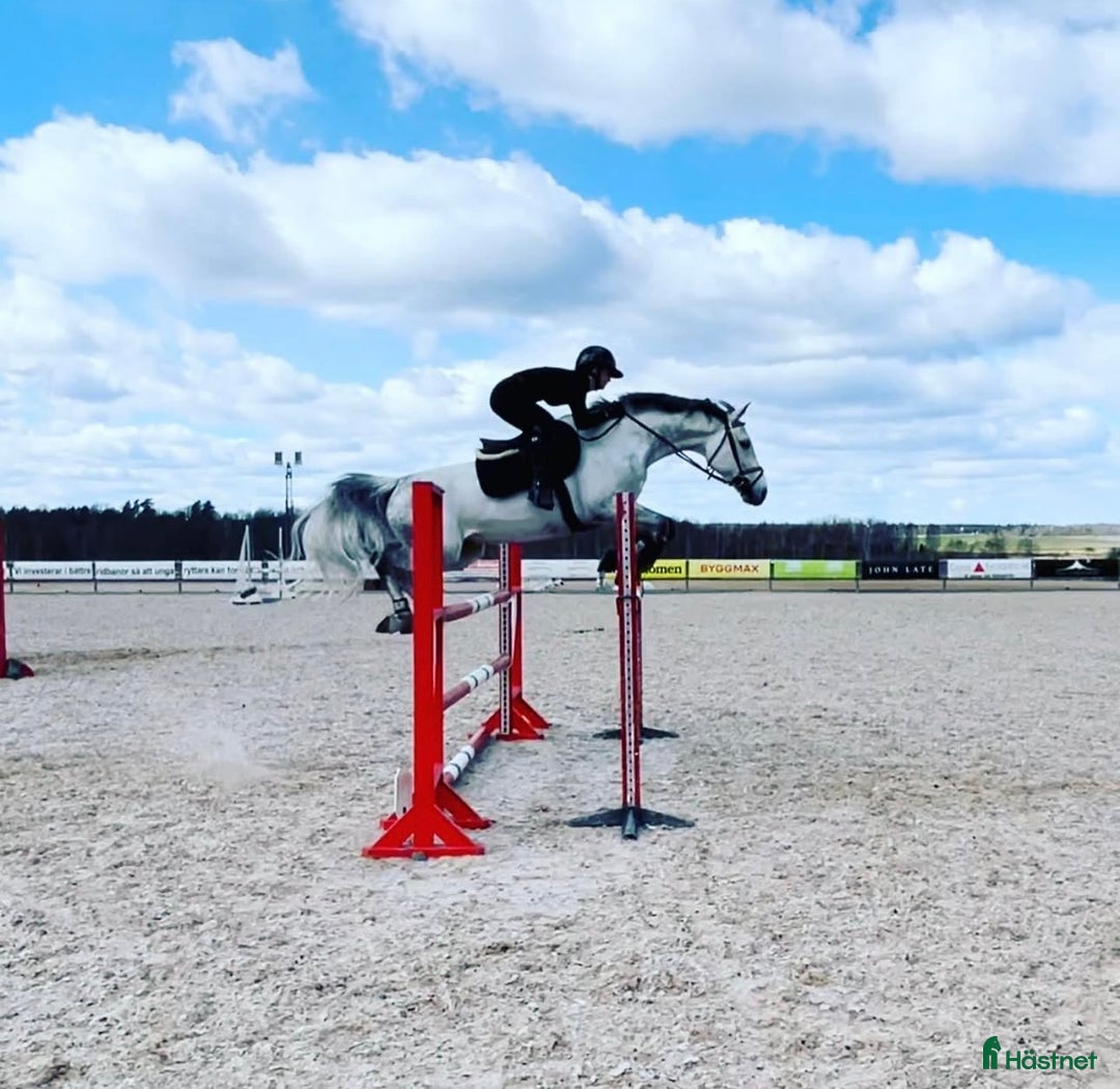  hästservice finnes: Inridning - utbildning - försäljning i Västervik - Annons 2