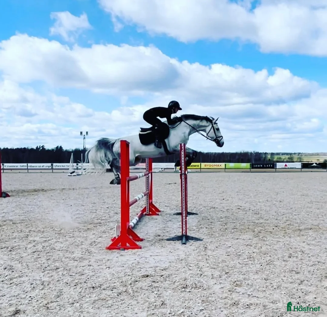  hästservice finnes: Inridning - utbildning - försäljning i Västervik - Annons 2