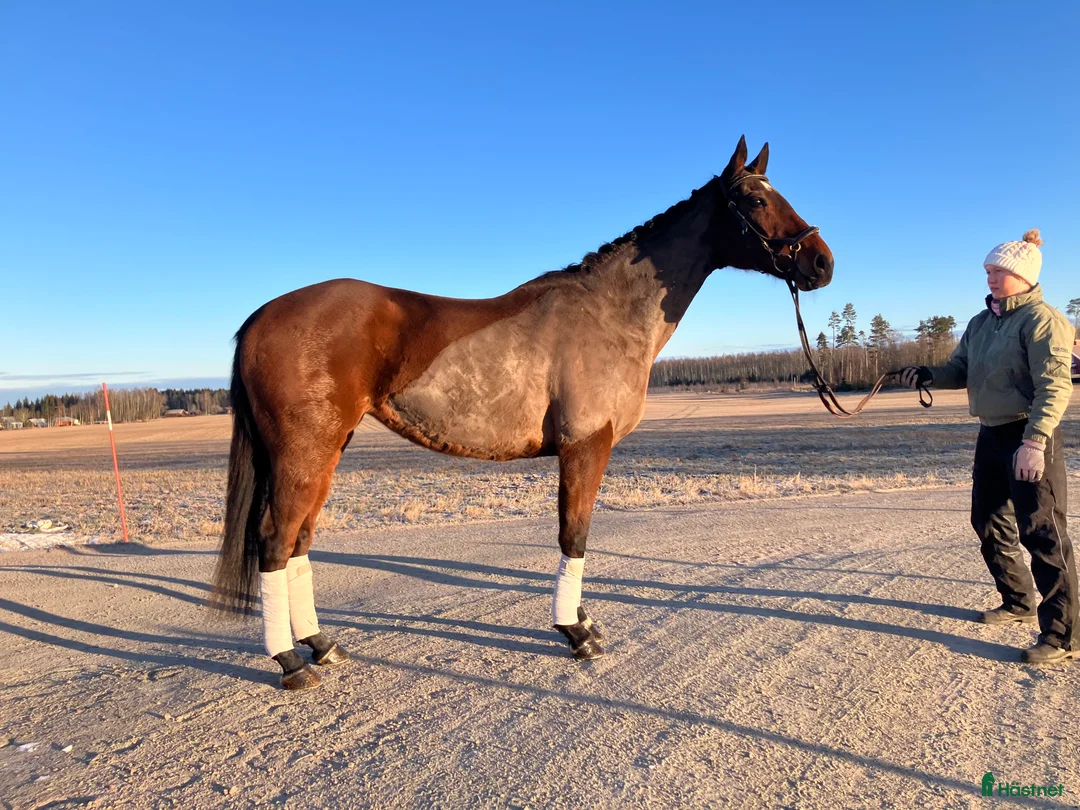 Allround hästar till salu: Riktigt fin allround häst  - Annons 2