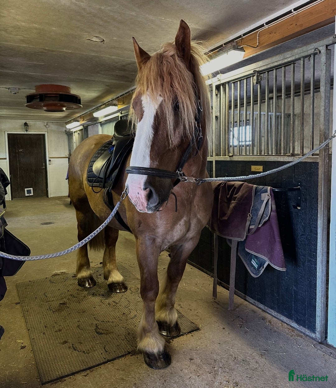 Allround hästar till salu: Intressekoll underbar ardenner i Kumla - Annons 4