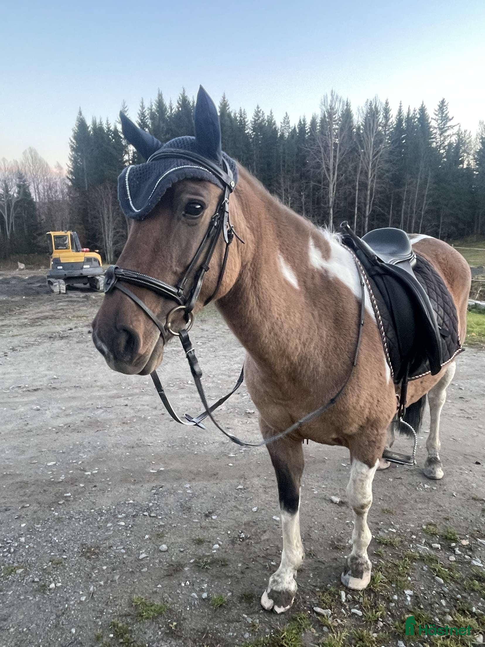  hästar Ett fint sto med hjärtat av guld  i Härnösand - Annons 4