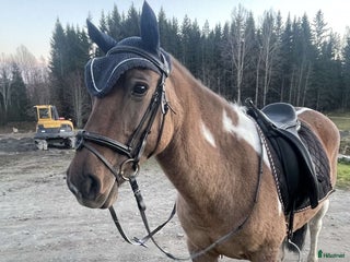 Allround hästar till salu: Ett fint sto med hjärtat av guld i Härnösand - Annons 1