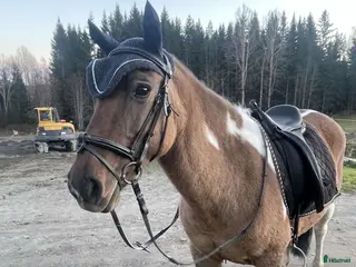 hästar Ett fint sto med hjärtat av guld i Härnösand - Annons 4