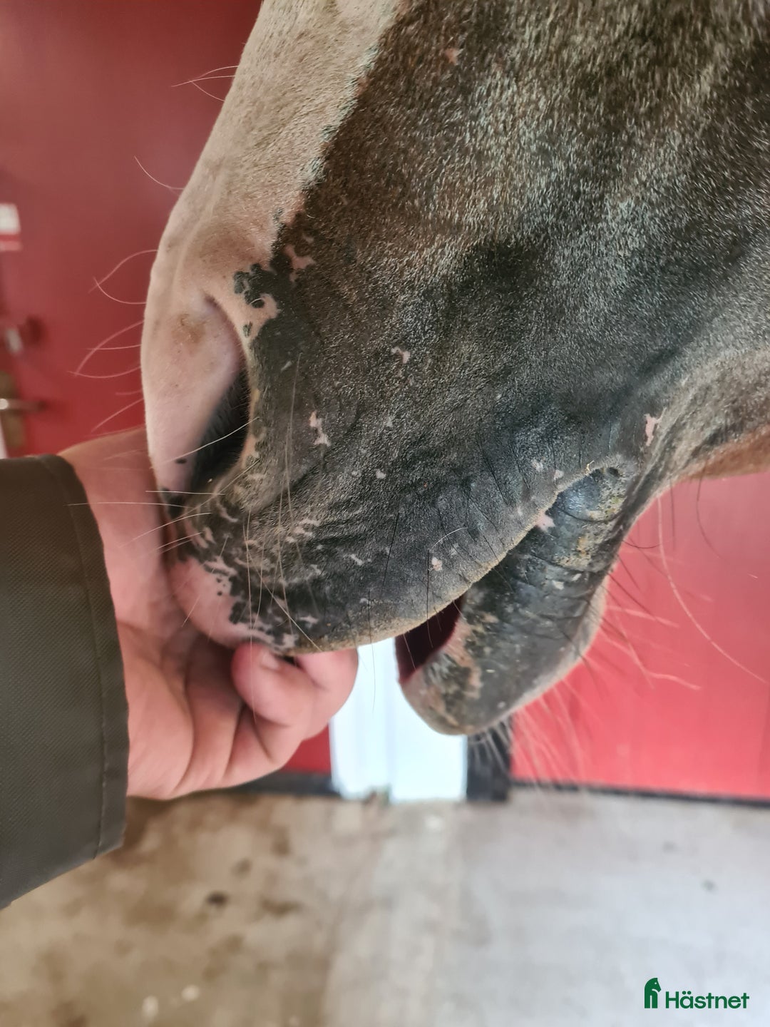 Allround hästar till salu: Drömponny  i Munka-ljungby - Annons 5