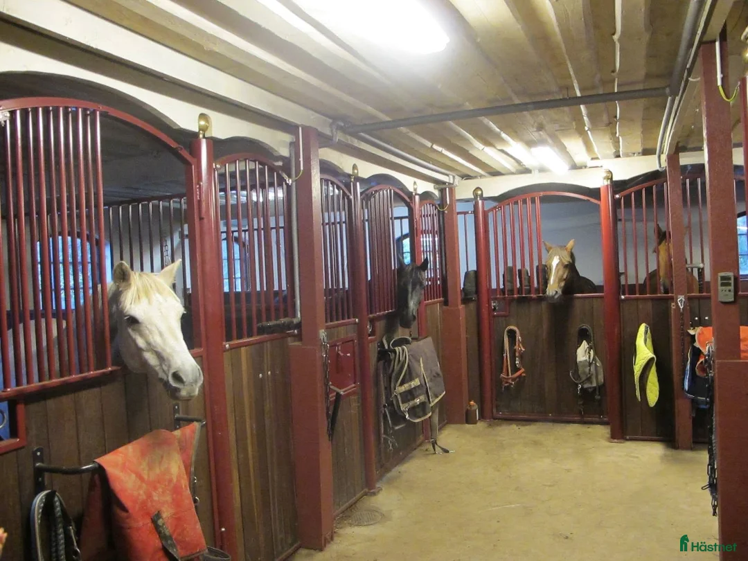  stallplats finnes: Stallet i Öjersjö får lediga platser from 15 aug. - Annons 18