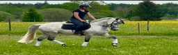 Allround hästar till salu: Lovande Connemara! Klinikbesiktad UA 22/5 - Annons 4