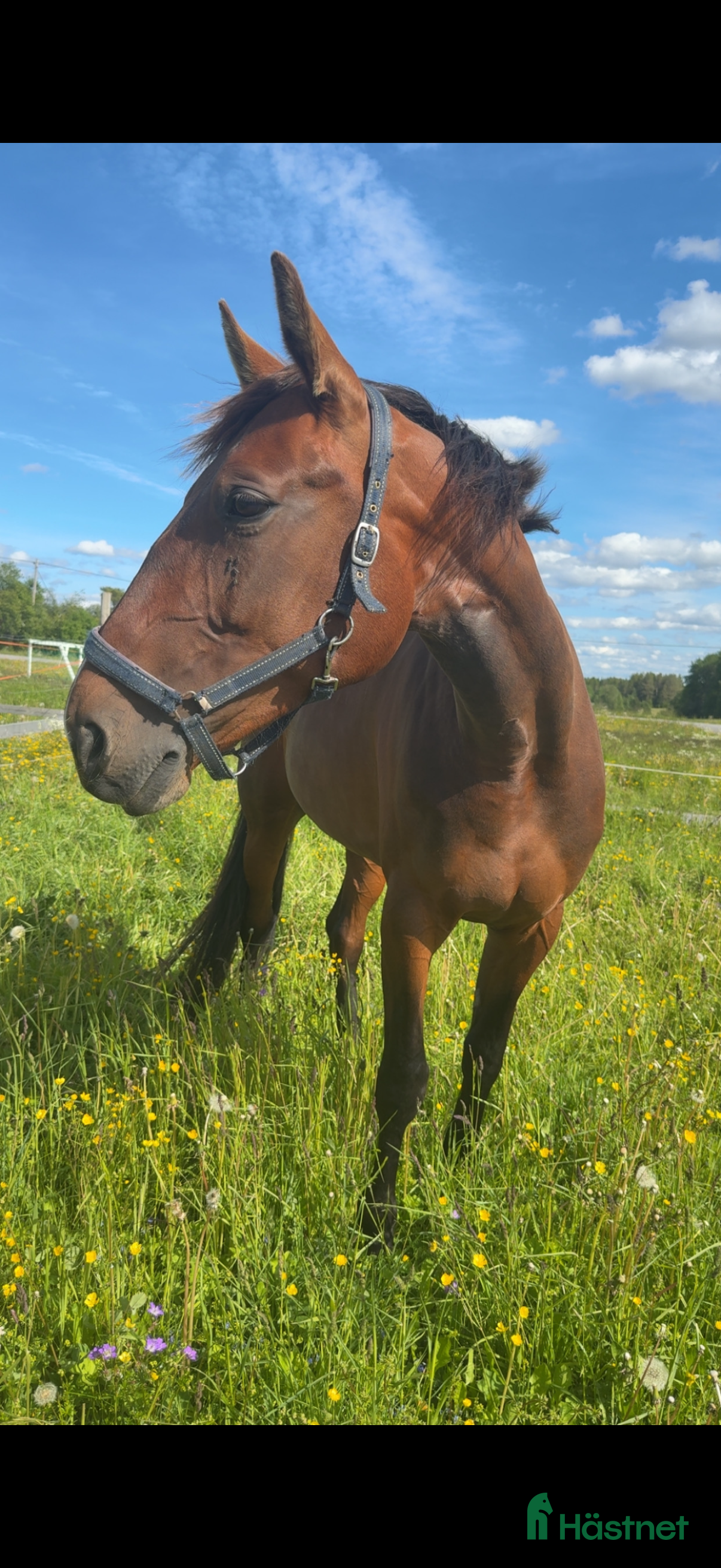  hästar Avels sto i Tandsbyn - Annons 1