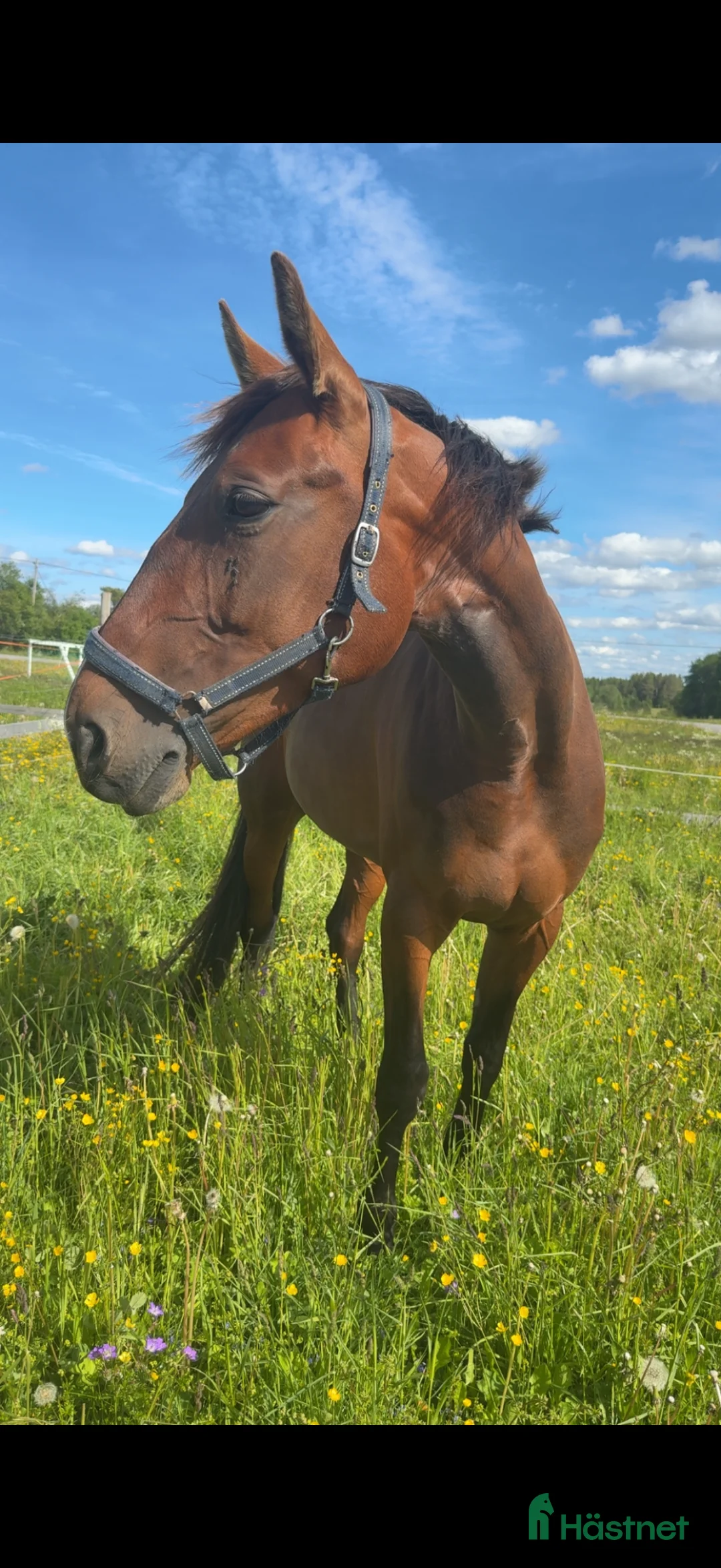 Avelshästar hästar till salu: Avels sto i Tandsbyn - Annons 1