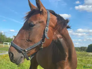 hästar Avels sto i Tandsbyn - Annons 1