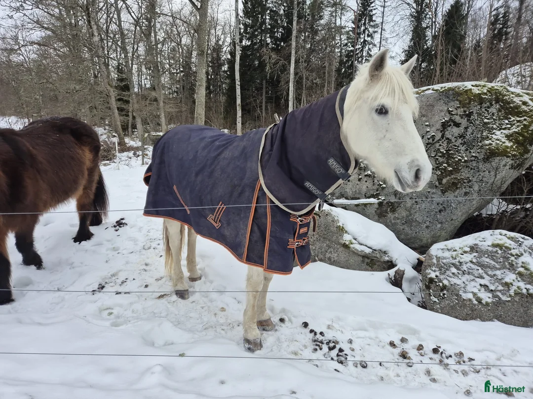  foderhäst finnes: Fordervärdar/medryttare sökes i Almunge - Annons 3
