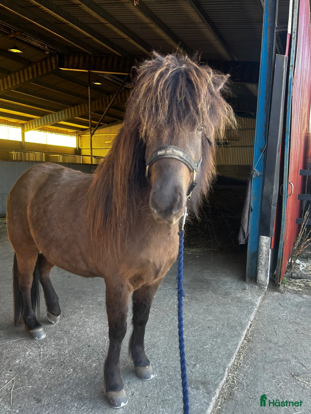 Island hästar till salu: Otroligt charmig kille blivande famhäst - Annons 4