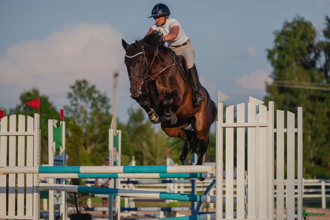  hästjobb finnes: Timmar i stall - Annons 4