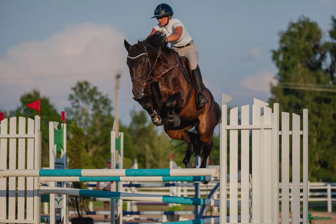  hästjobb finnes: Timmar i stall - Annons 4