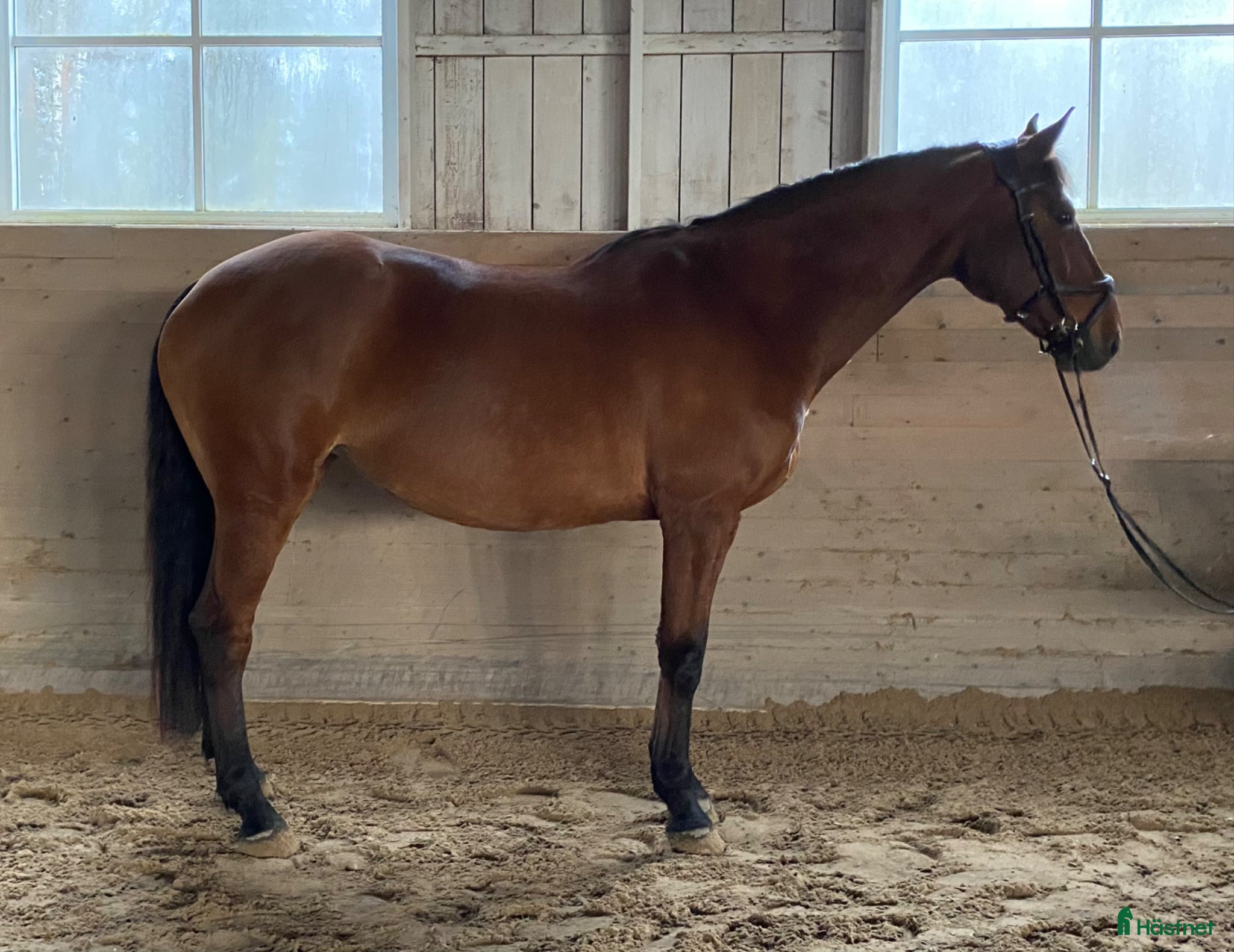 Allround hästar till salu: Bästa kompis - Annons 2