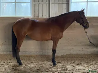 Allround hästar till salu: Bästa kompis - Annons 2