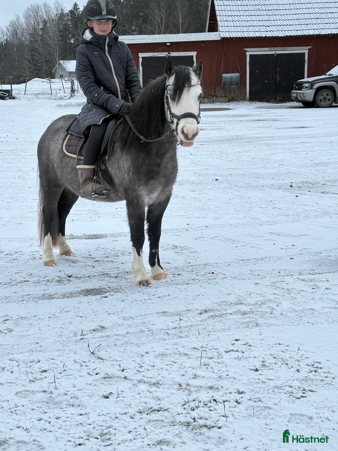 Allround hästar till salu: Welshmountainsto född 2022 i Linköping - Annons 4