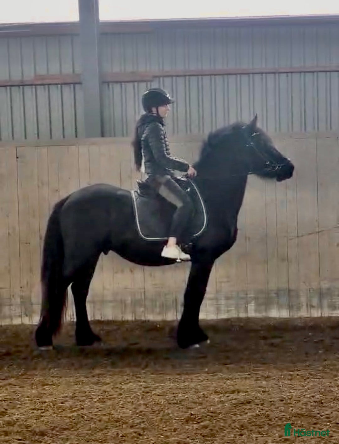 Övrigt hästar till salu: Charmig frieserkorsning – 4 årig unghingst i Saxtorp - Annons 3