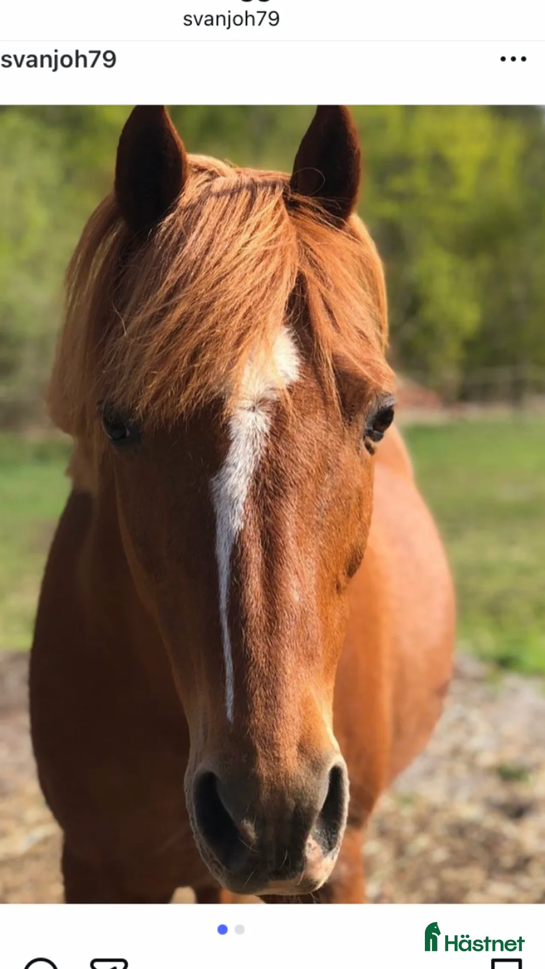 Övrigt hästar till salu: Söker hem som sällskap, promenad eller tömkörning  i Linköping - Annons 2
