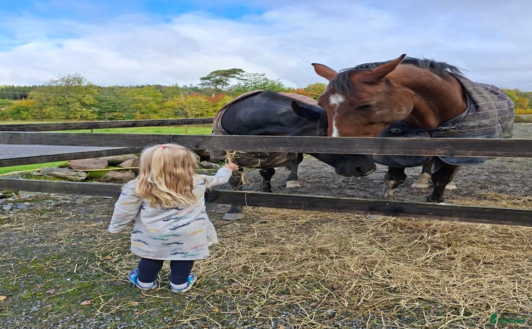  hästar i Fjällbacka - Annons 11