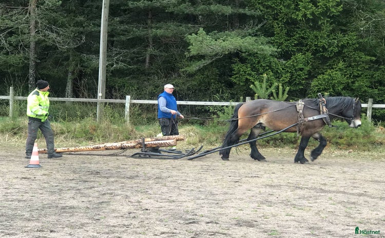  hästar i Hällekis - Annons 9