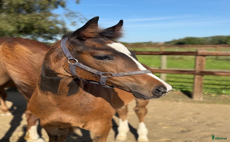  hästar Lovande stoföl e. Indium ts. Ev. bytes! i Tollarp - Annons 13