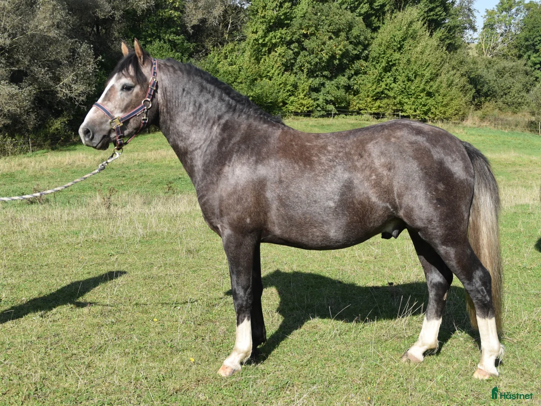 Hoppning hästar till salu: Kvalitetsponny med förärvningssäker stam, hoppning i Skivarp - Annons 1