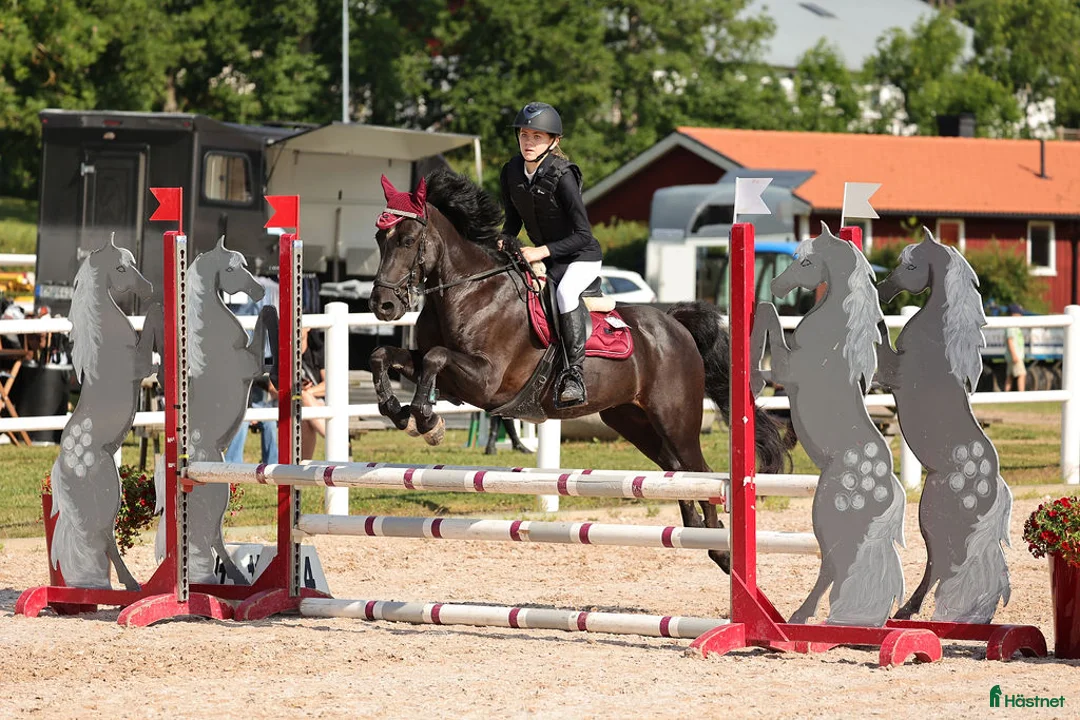 Hoppning hästar till salu: Snäll c-ponny till salu i Bromölla - Annons 2