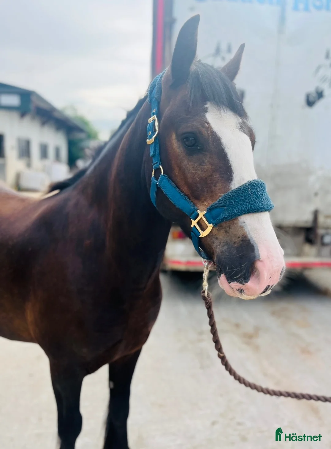 Allround hästar till salu: Lovely gelding 140cm - Annons 13