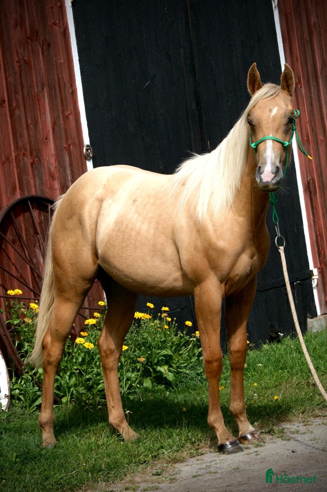 Western hästar till salu: Palomino quartersto i Lidköping - Annons 2