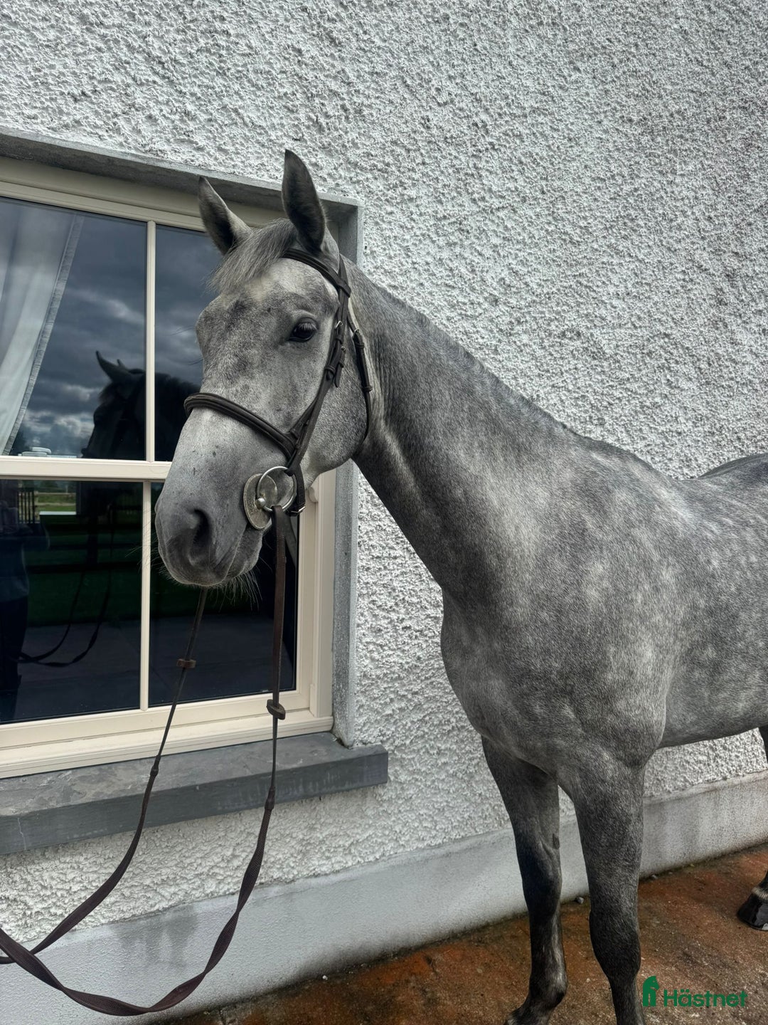 Allround hästar till salu: Riding Club / Jumping Horses  i Vrigstad - Annons 3