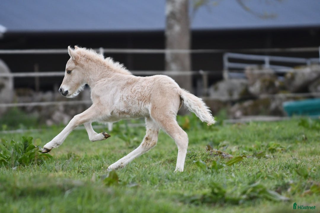 Island hästar till salu: Fantastisk unghingst med potential för sport &avel i Tranås - Annons 5