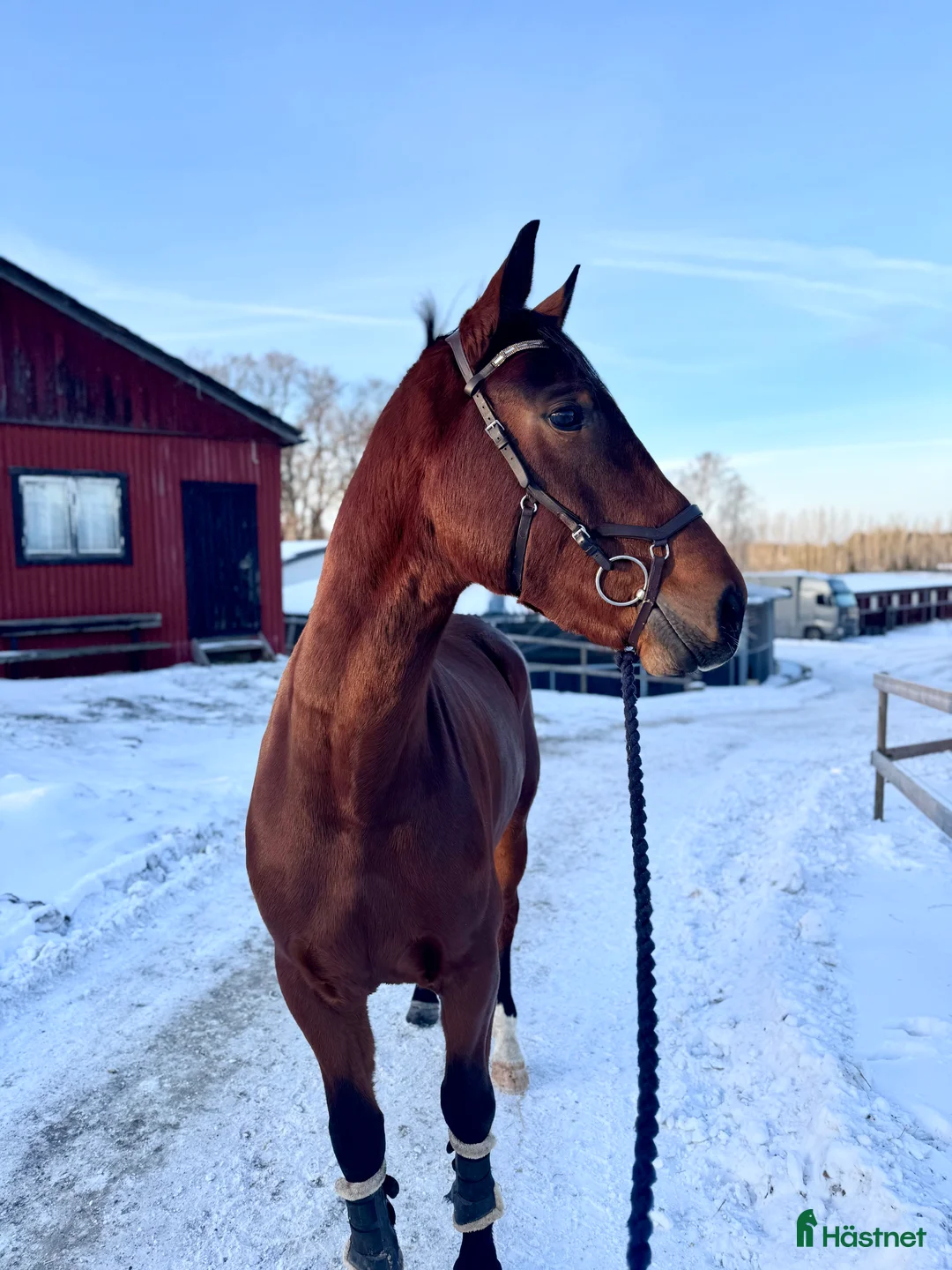 Allround hästar till salu: Trevlig valack  - Annons 2