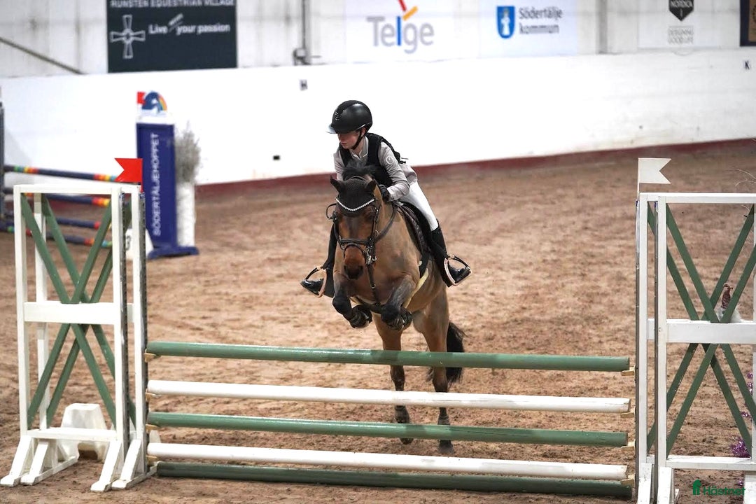 Hoppning hästar till salu: The Tigers Eye i Täby - Annons 1