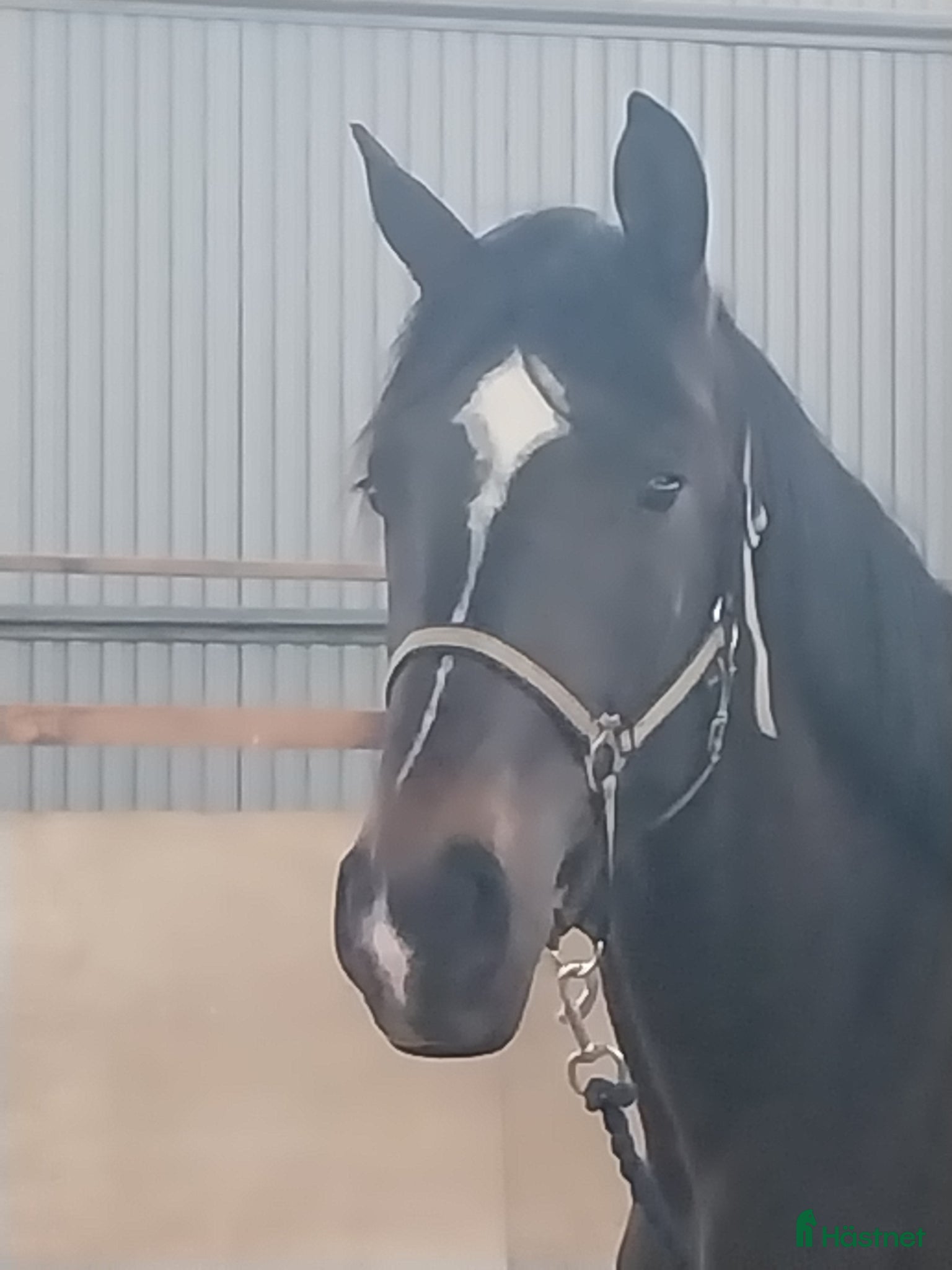  hästar Oslipad diamant - Annons 13