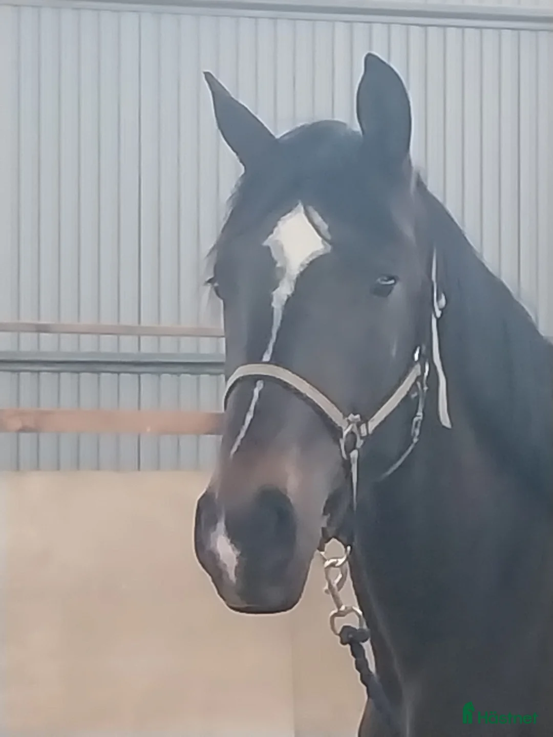 Dressyr hästar till salu: Oslipad diamant - Annons 1