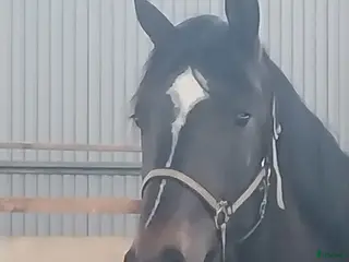 hästar Oslipad diamant - Annons 13