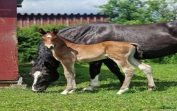 Allround hästar till salu: Vackert hingstföl i Perstorp - Annons 3