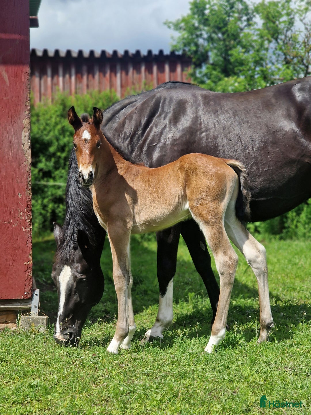 Allround hästar till salu: Vackert hingstföl i Perstorp - Annons 3