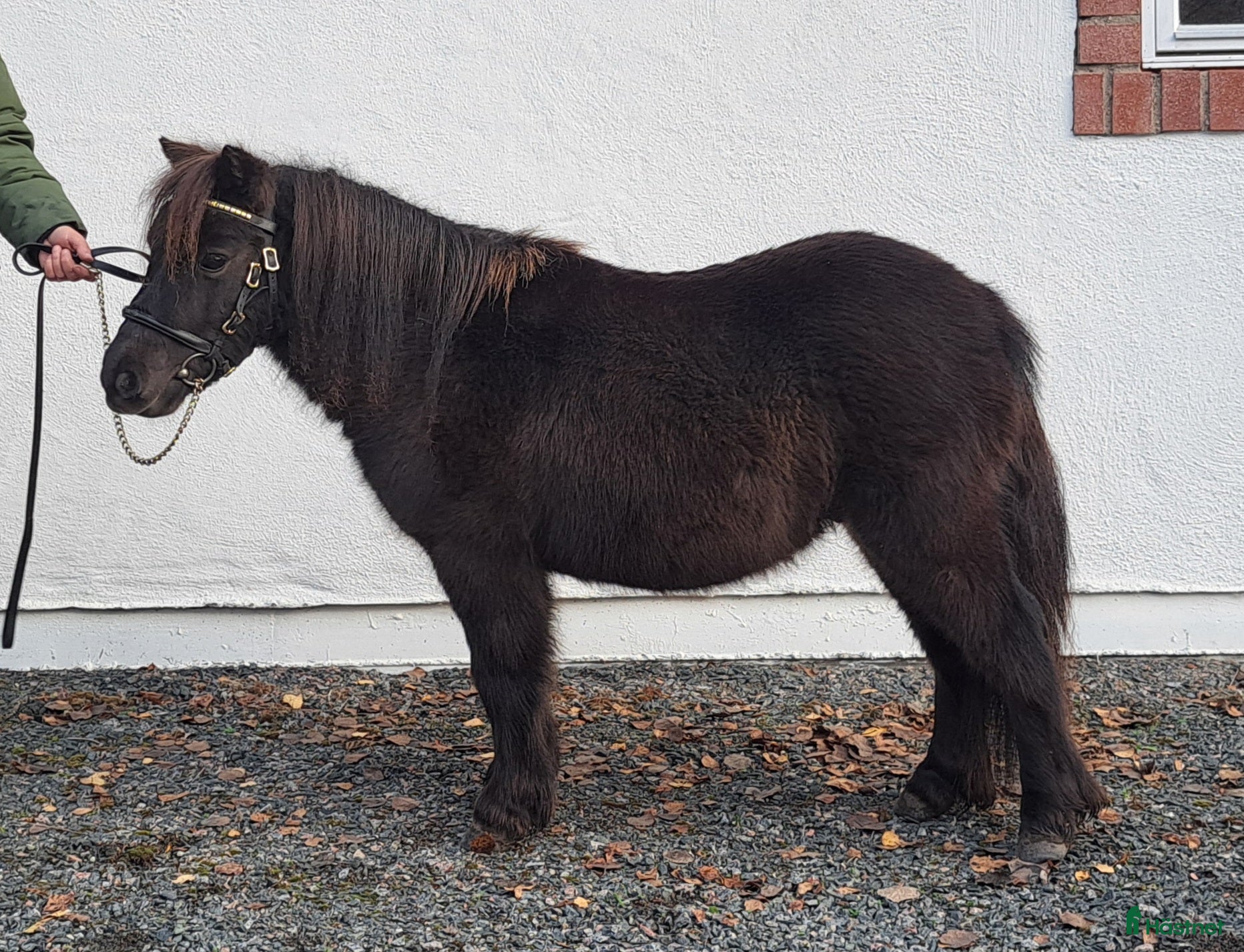  hästar Minivalack Shetland i Östhammar - Annons 8