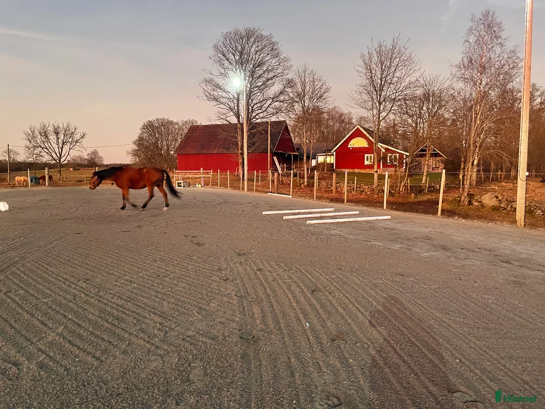  stallplats finnes: Lösdrift för valack  - Annons 3
