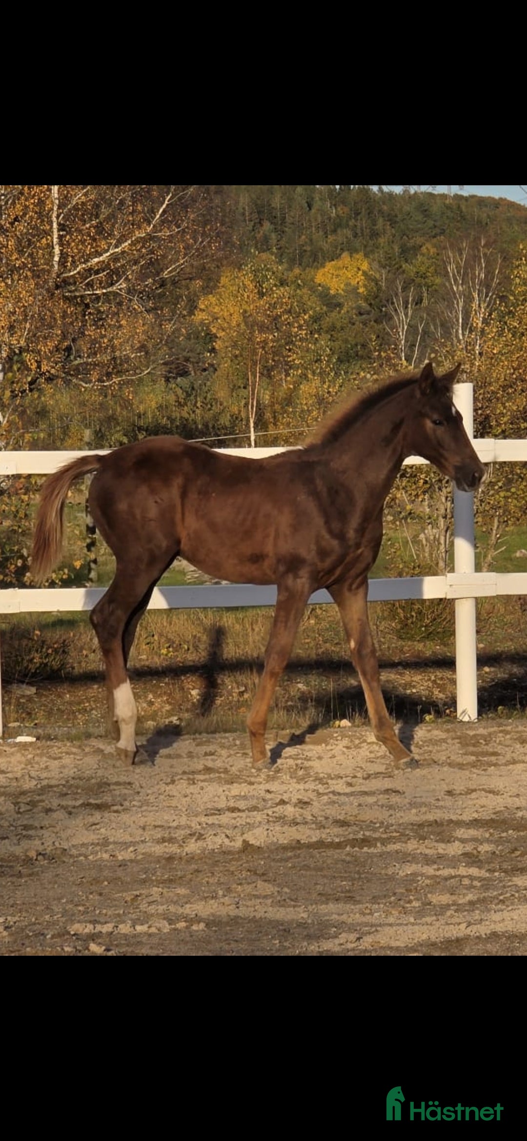 Dressyr hästar till salu: Passa på!! Dressyr löfte med högt meriterad stam! i Veddige - Annons 1