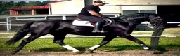 Allround hästar till salu: Black Pearl Waria – Exceptional 5-Year-Old Mare - Annons 4