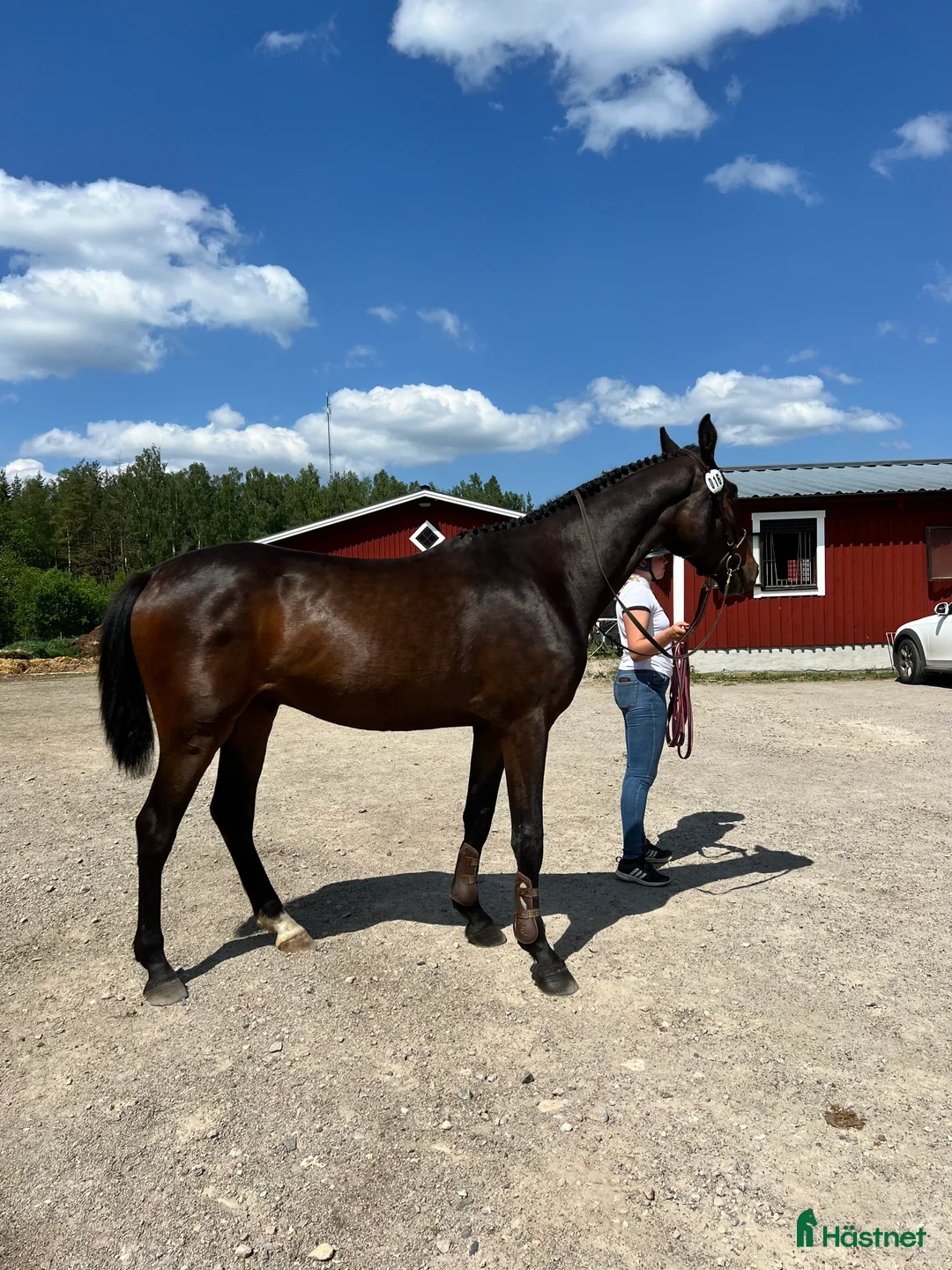 Hoppning hästar till salu: Framtidshäst -21 - Annons 2