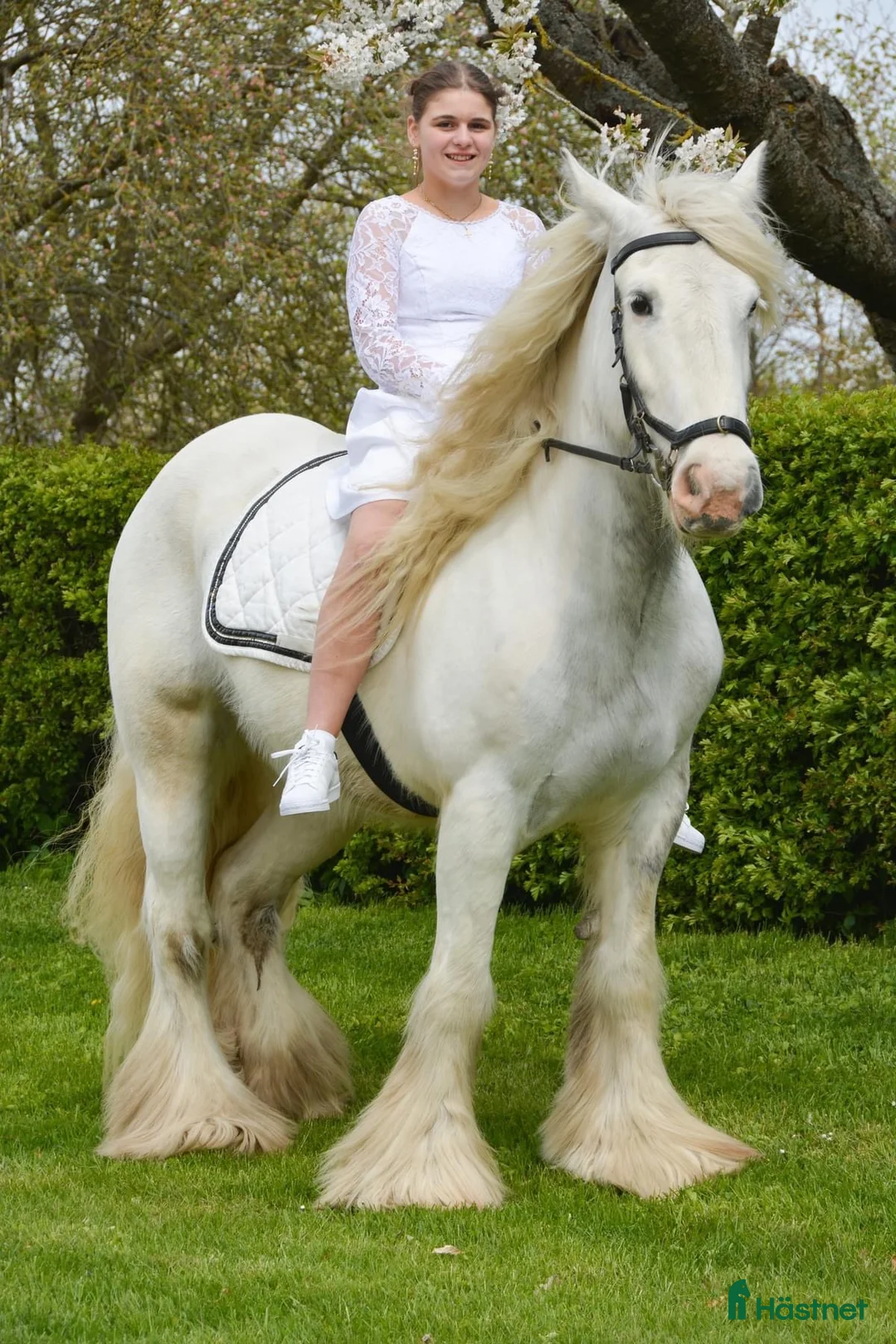 Allround hästar till salu: Tinker hingste plag  - Annons 10