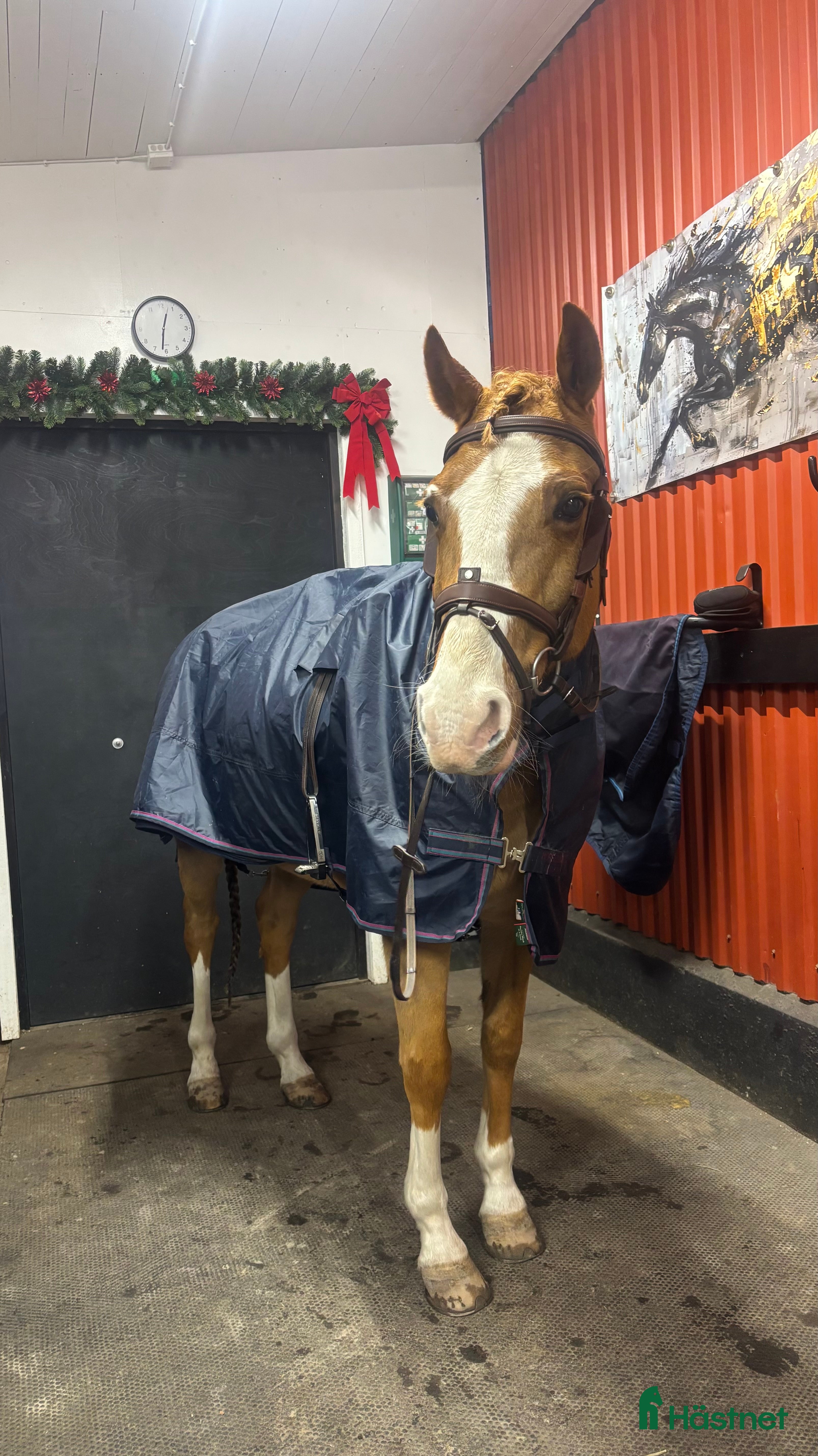 Träns hästutrustning Antares träns till salu  i Sköndal - Annons 4