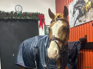 Träns hästutrustning Antares träns till salu i Sköndal - Annons 4