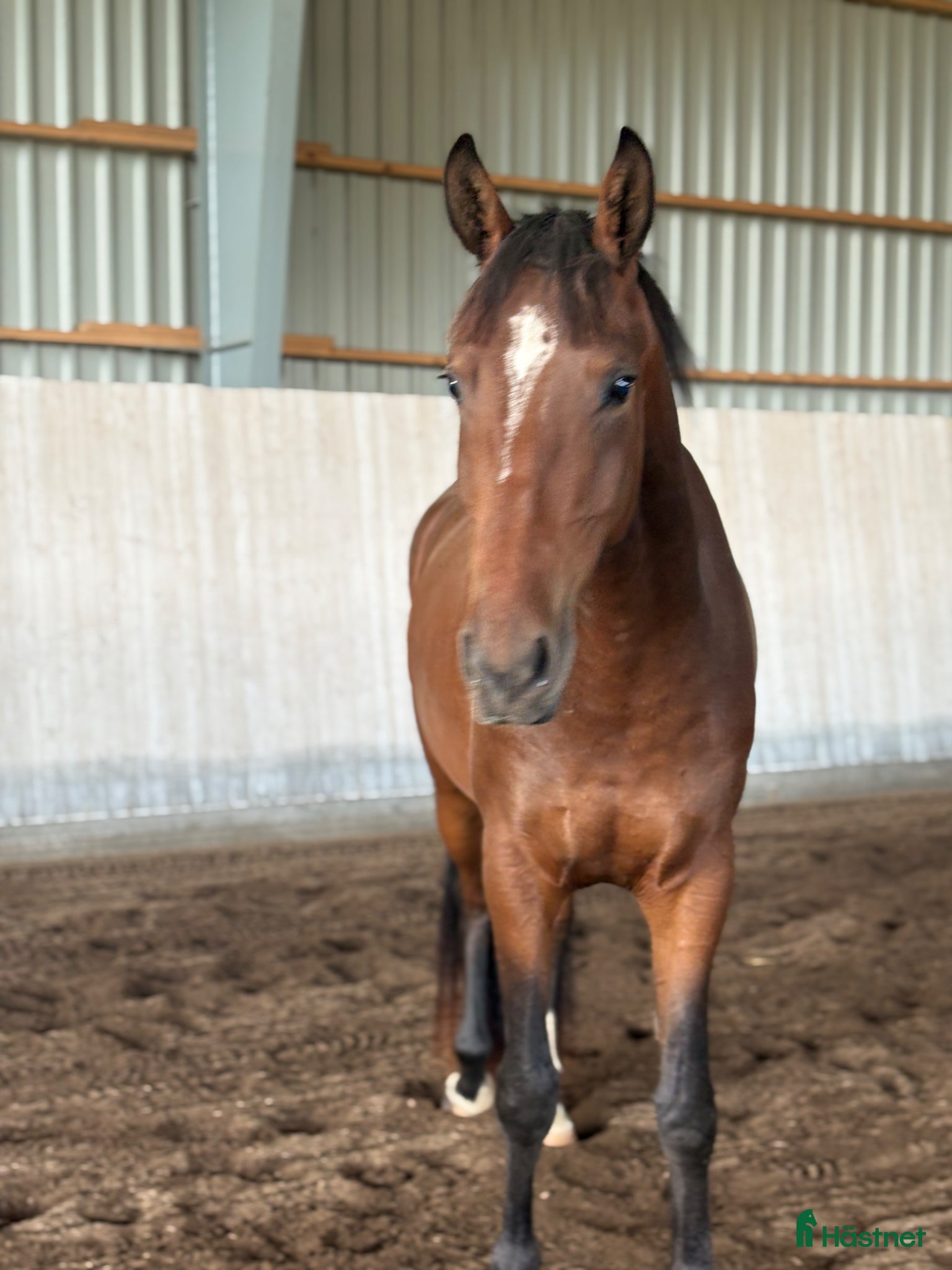  hästar Genom snäll 4 åring  - Annons 1