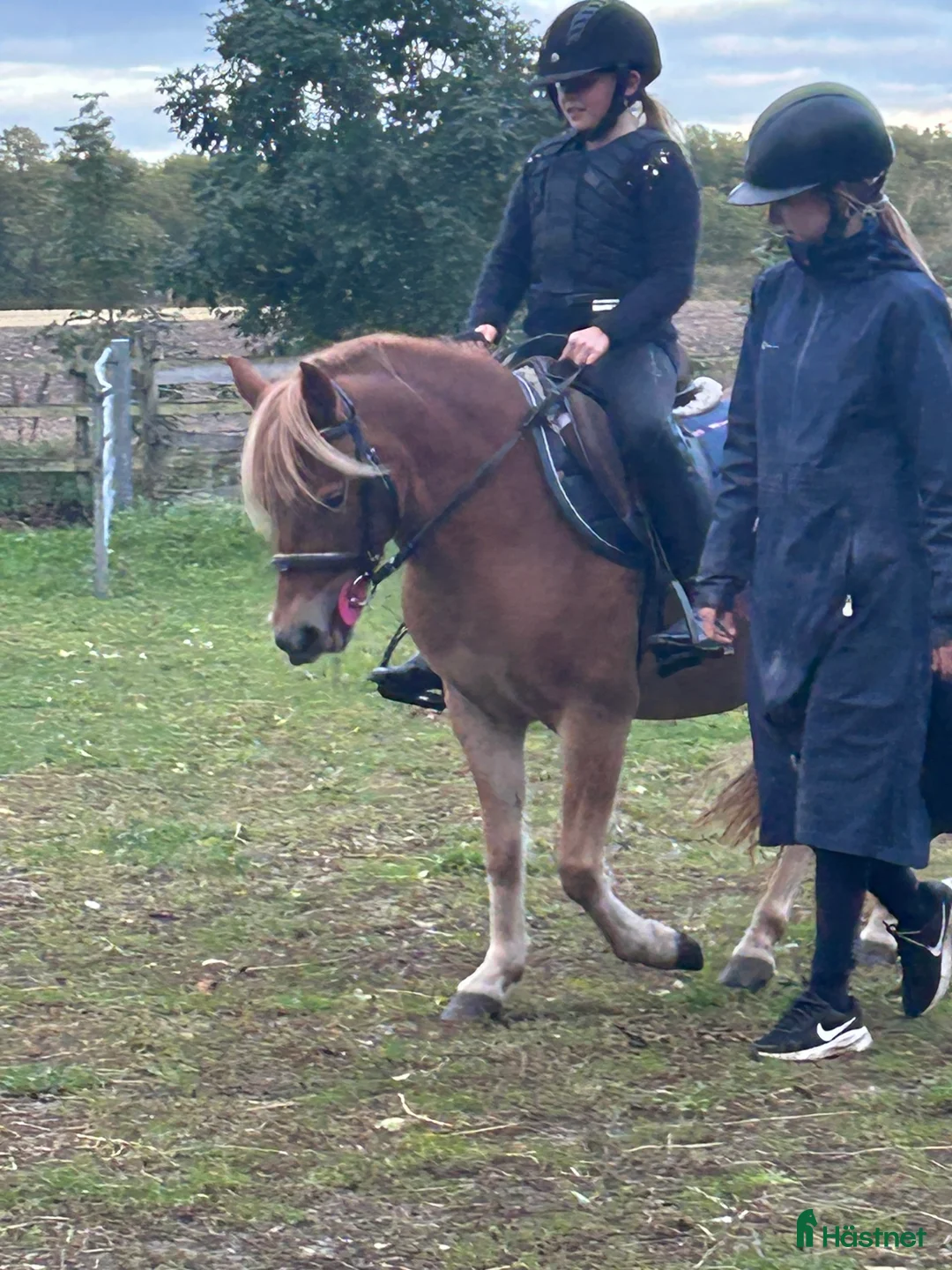 Allround hästar till salu: OhLala i Hemse - Annons 2