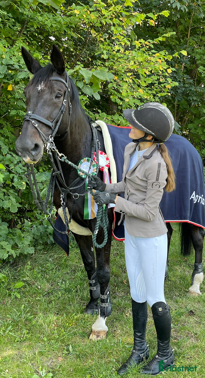 Hoppning hästar till salu: Sødeste og smukkeste hoppe! - Annons 1